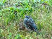 Haussperling Jungvogel im Regen